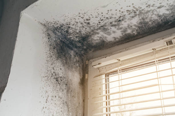 Affordable Attic Mold Remediation solutions in La Vergne, TN